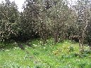 ntrada Ilice-Monte Ilice 038