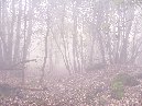 ntrada Ilice-Monte Ilice nebbia 1