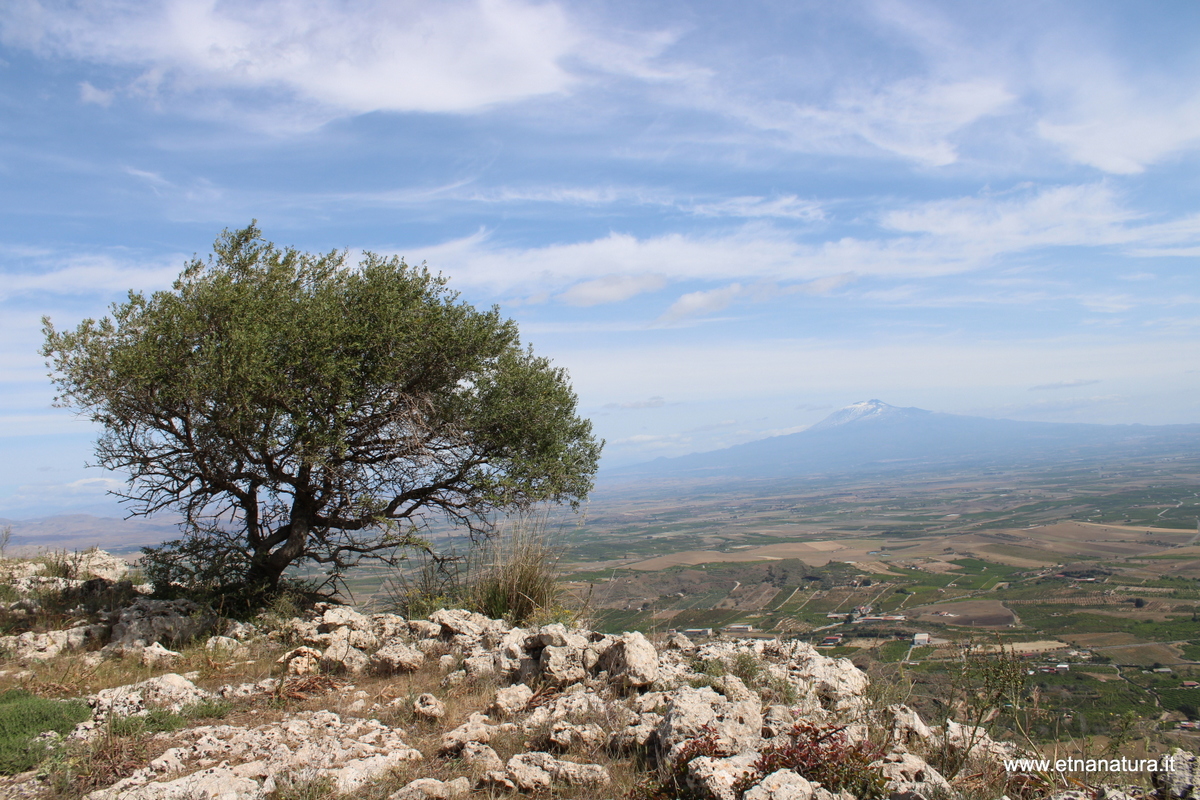 Coste santa Febronia-Numero visite:128