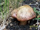 Cubania - 2009_09_12_Boletus_rhodopurpureus_037.jpg