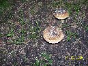 Cubania - 2009_10_11_Amanita_pantherina_005.jpg