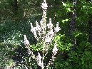 bania-Asphodelus microcarpus Cubania 004