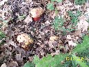 Cubania - Luglio_2009_Boletus_rhodopurpureus_024.jpg