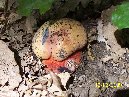 Cubania - Luglio_2009_Boletus_rhodopurpureus_036.jpg