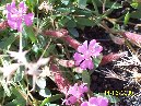 Cubania - Saponaria_sicula_Cubania_14_6_2009_006.jpg