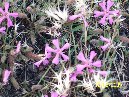 Cubania - Saponaria_sicula_Cubania_luglio_2009_007.jpg