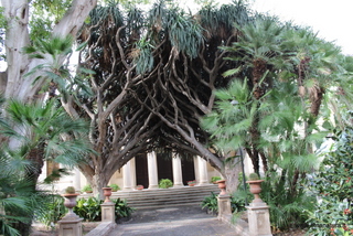 Dracena Orto Botanico Catania
