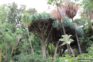 Dracena orto botanico Messina