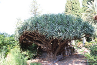 Dracena parco Colonna