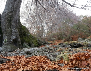 Faggio della Rocca