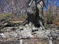 Faggio_della_Rocca - 20100328%20051.jpg