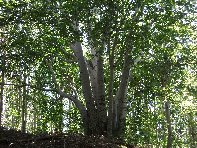 Faggio_monte_Pomiciaro - 20100627%20021.jpg