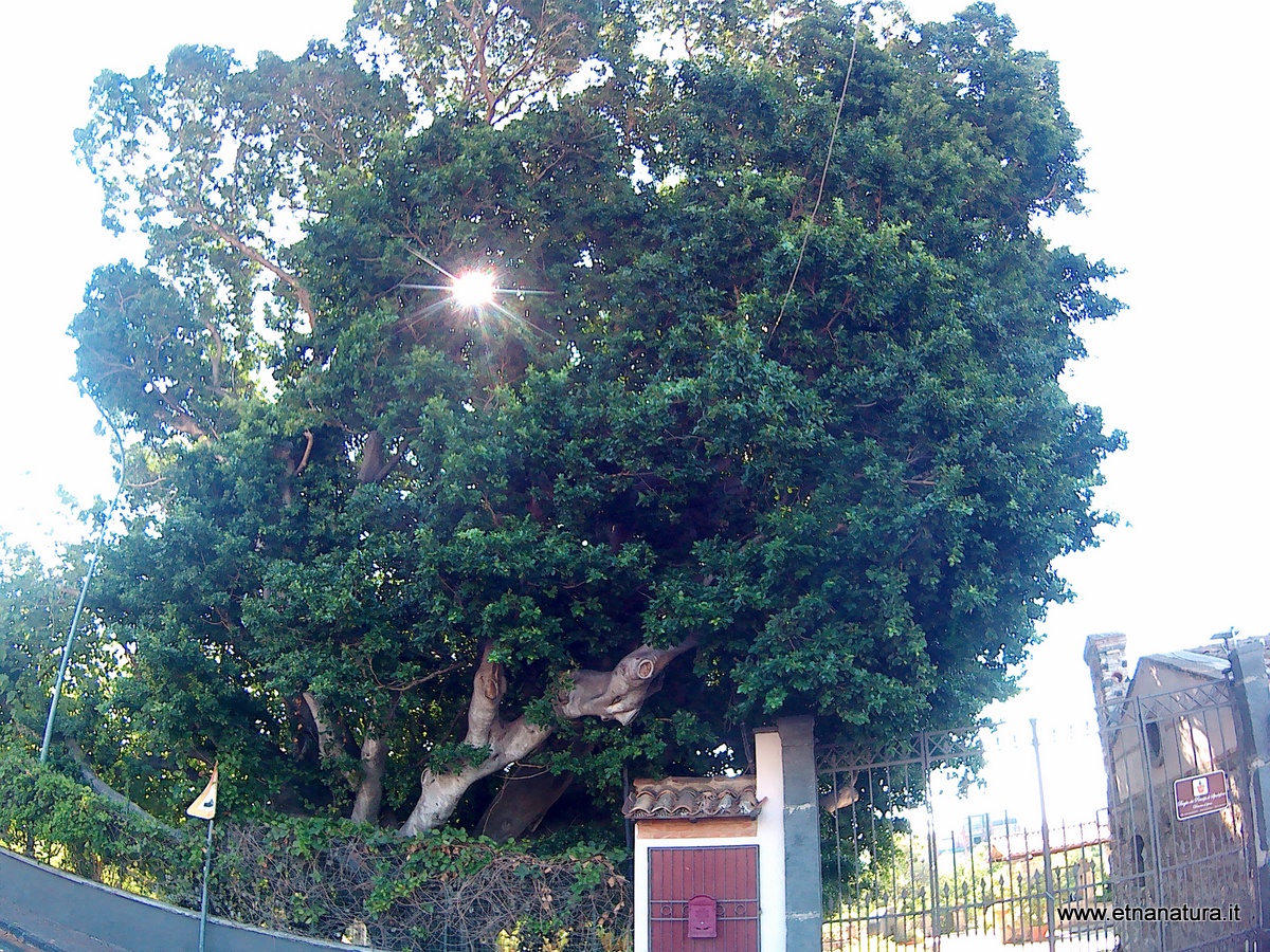Ficus Baglio Spadafora