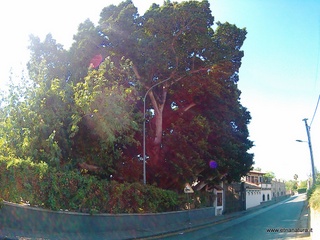 Ficus Baglio Spadafora