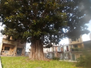 Ficus Letojanni