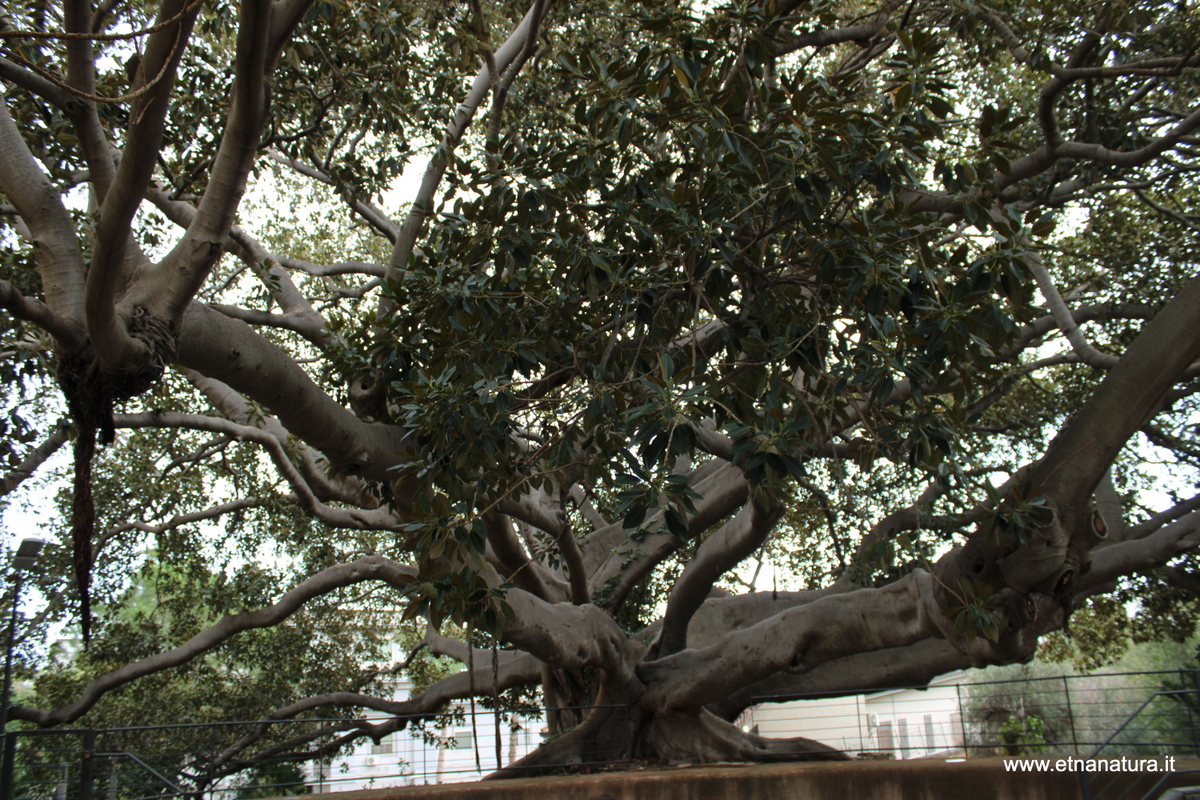 Ficus Scuola Superiore