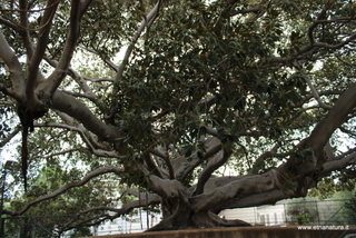 Ficus Scuola Superiore