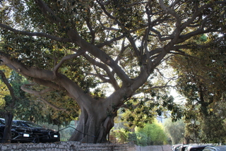 Ficus Timeo