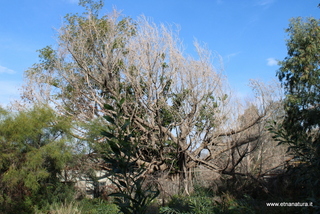 Ficus della Cartiera