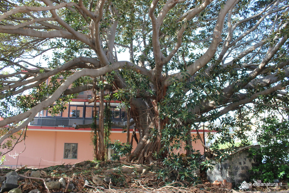 Ficus della Nazionale