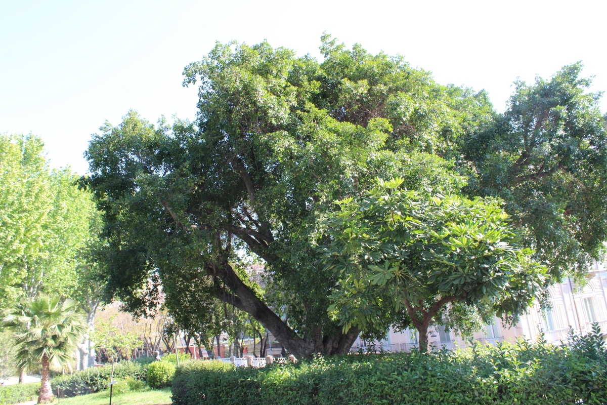 Ficus ginseng villa Bellini