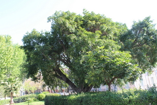 Ficus ginseng villa Bellini