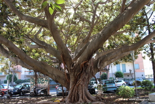 Ficus piazza Dante