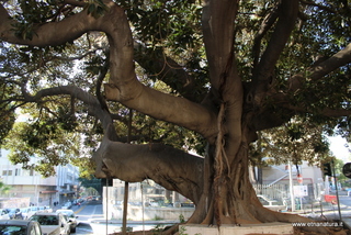 Ficus sant Euplio