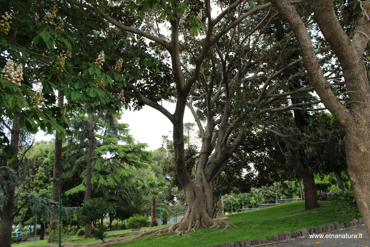 Ficus villa Aci S Antonio