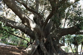 Ficus villa Bellini