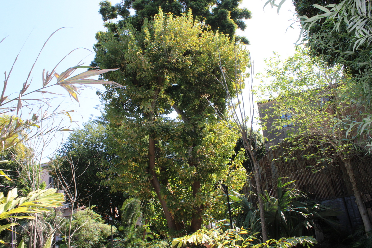 Fitolacca Orto Botanico Catania