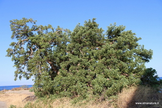 Fitolacca di Letojanni