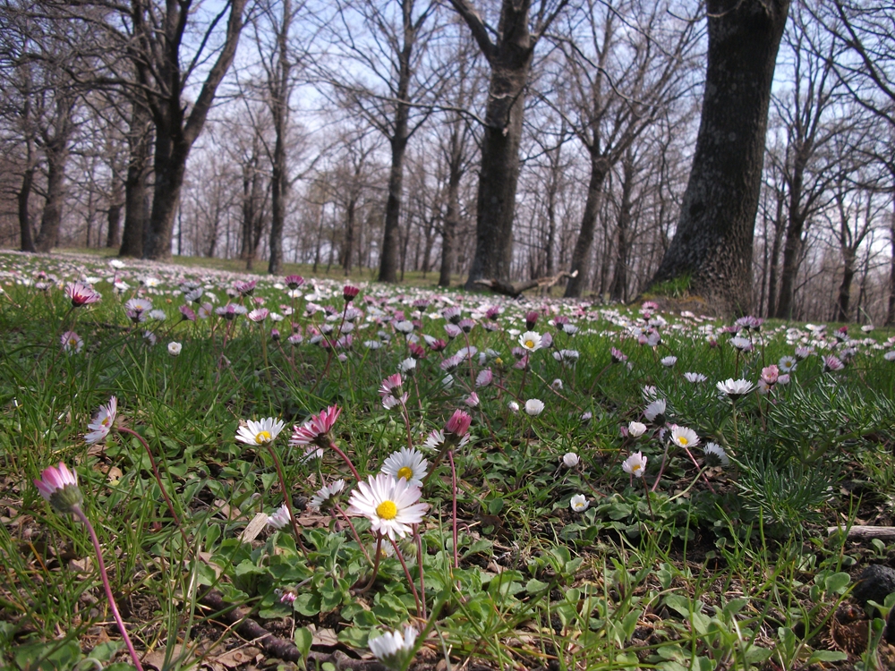 Giarrita-Numero visite:19427