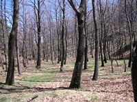 Giarrita - 20110417%20104.jpg