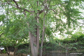 Ginkgo orto botanico Messina