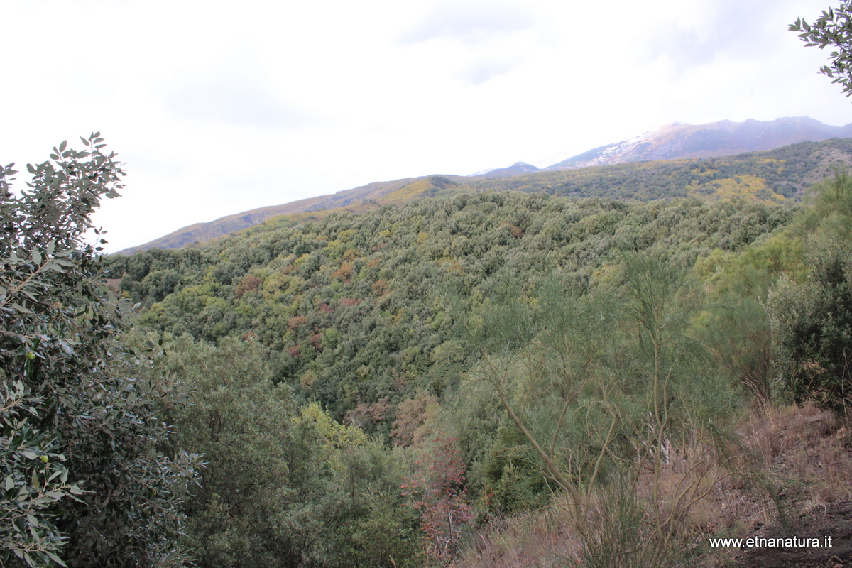 Grotta Comune monte Ilice-Numero visite:408