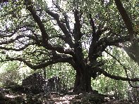Ilice_di_Carrinu - 20100613%20047.jpg