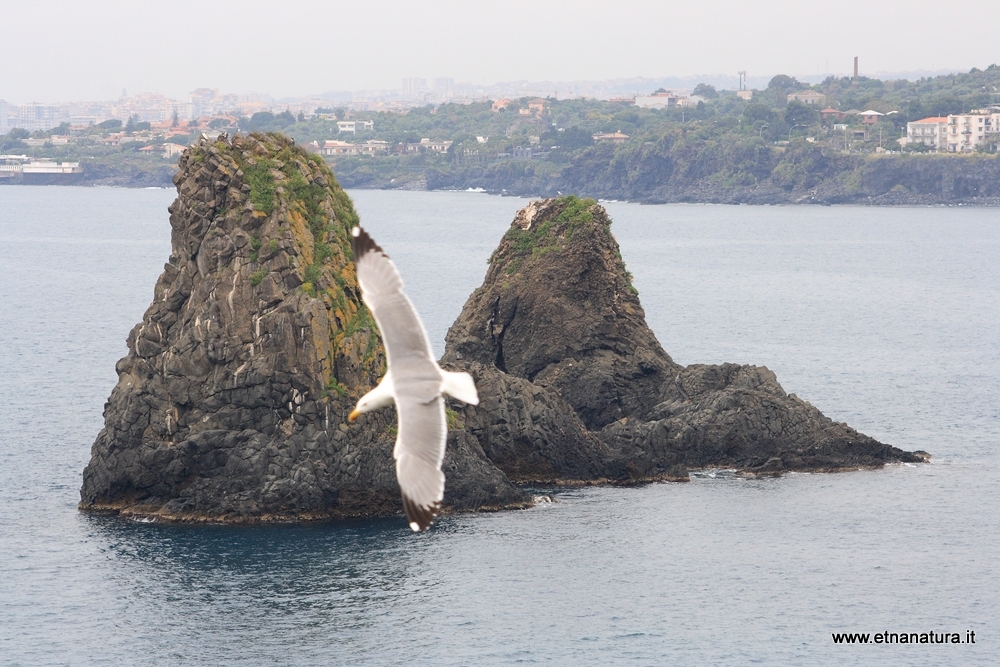 Isole dei Ciclopi