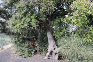 Leccio di monte Ilice