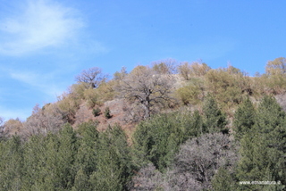 Monte Arso