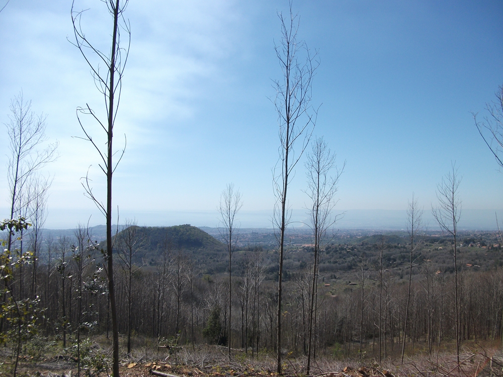 Monte Cicirello