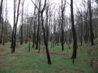 Monte_Crisimo - 201100501%20086.jpg