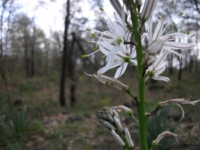 Monte_Crisimo - 201100501%20095.jpg