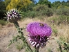Monte_Crisimo - 201100703%20010.jpg