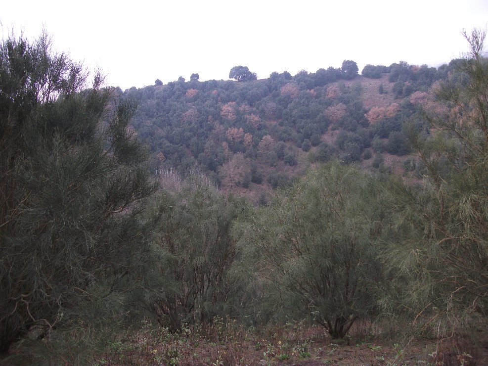 Monte Ilice