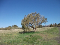 Monte_Nero_degli_Zappini - 20110529%20009.jpg