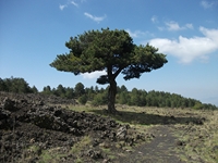 Monte_Nero_degli_Zappini - 20110529%20101.jpg
