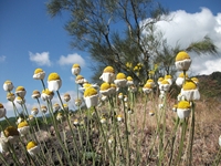 Monte_Rinatu - 20110615%20018.jpg