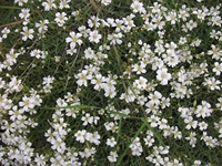 Monte_Rinatu - 20110615%20057.jpg