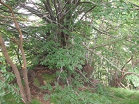 Monte Rinatu